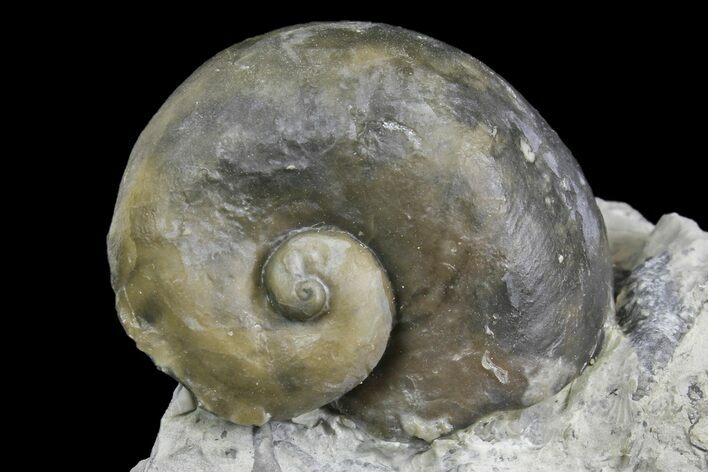 Fossil Gastropod (Platystoma) - Indiana #136963